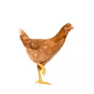 Live Cock Chicken (Processed)